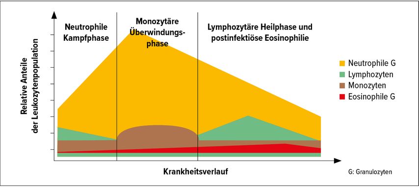 Verlauf der Leukozyten-Subpopulationen bei einer Infektion