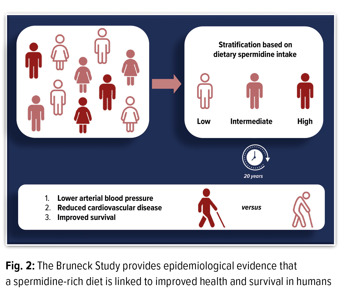 Should We Skip A Meal Every Day Or Indulge In A Spermidine Rich Diet Kardiologie Gefassmedizin Universimed Medizin Im Fokus